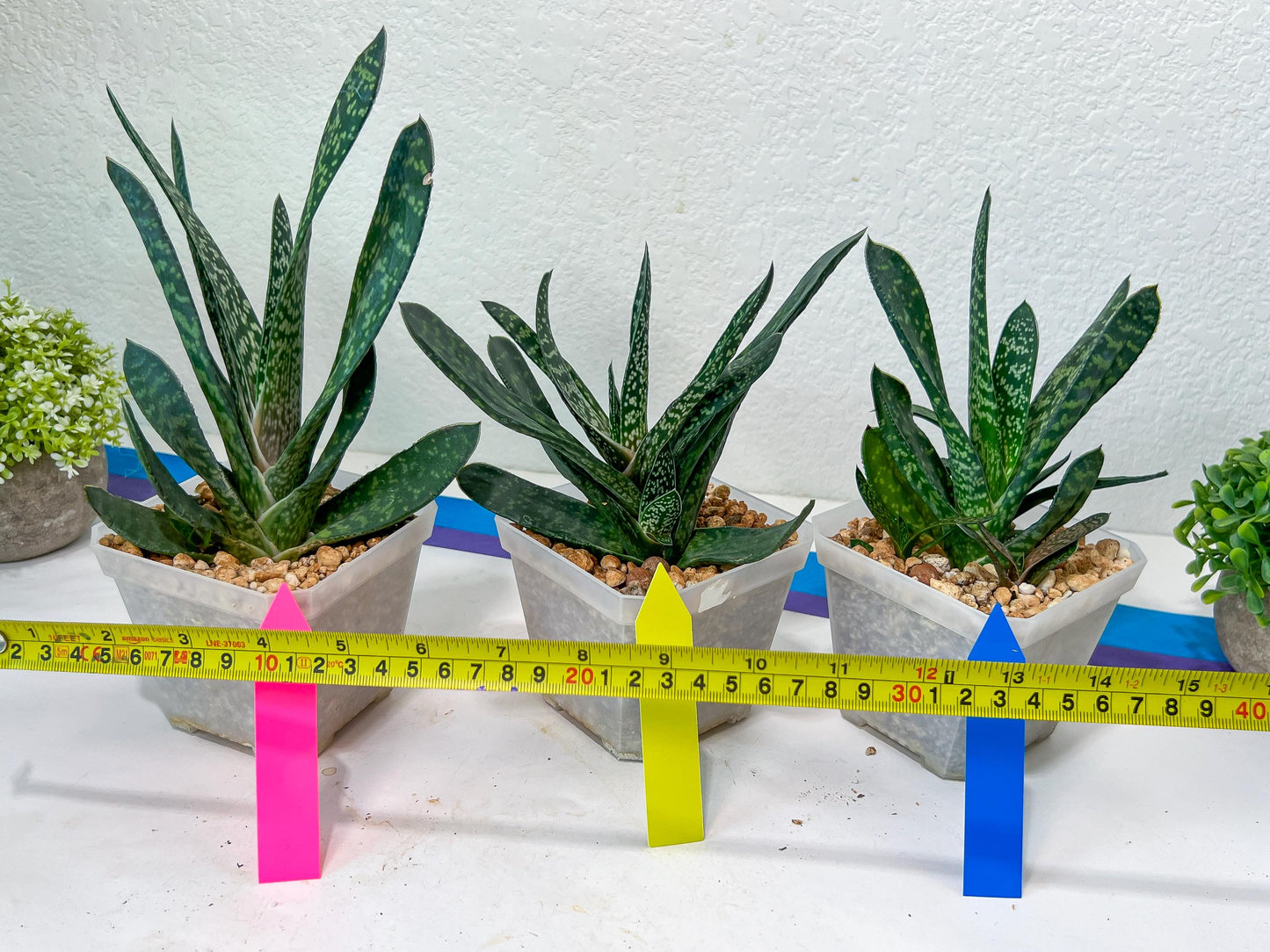 Gasteria Pillansii | South African Plants