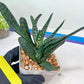 Gasteria Pillansii | South African Plants