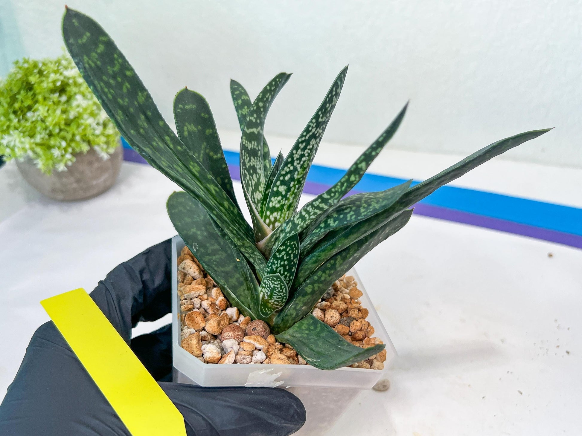 Gasteria Pillansii | South African Plants