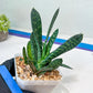 Gasteria Pillansii | South African Plants