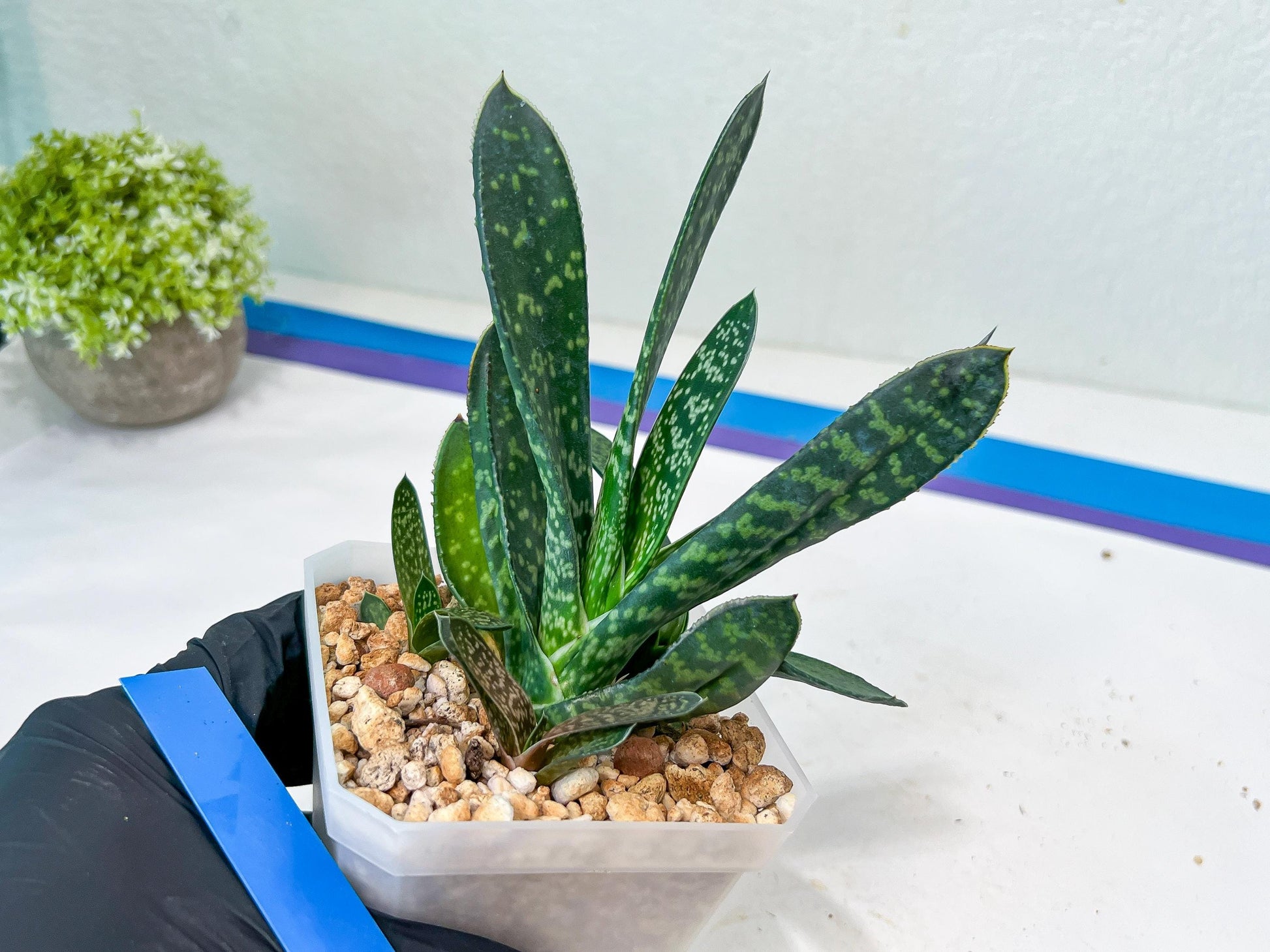 Gasteria Pillansii | South African Plants