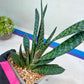 Gasteria Pillansii | South African Plants