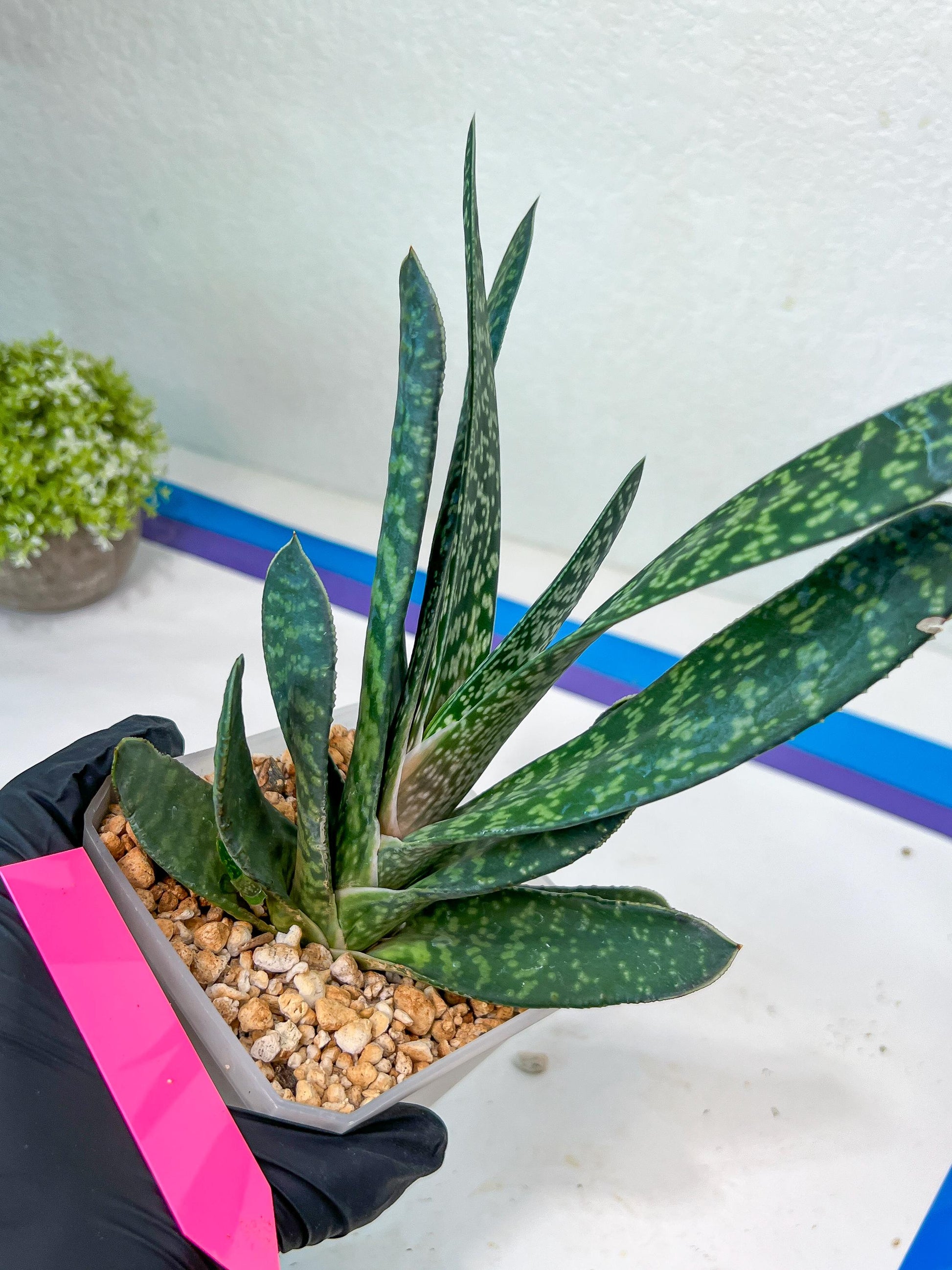 Gasteria Pillansii | South African Plants