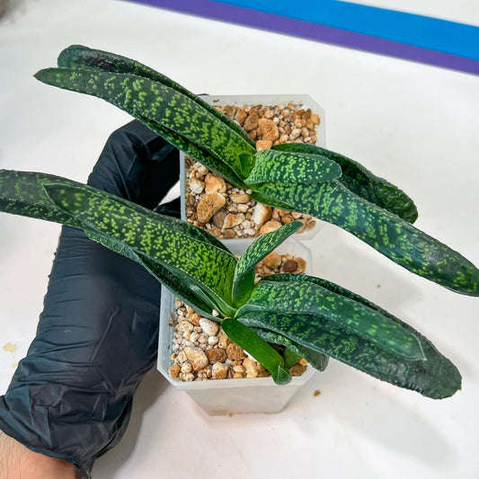 Gasteria Armstrongii Var Tiger Spot | Imported Succulent | rare species