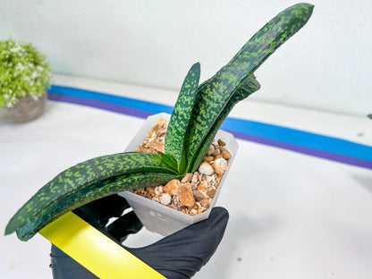 Gasteria Armstrongii Var Tiger Spot | Imported Succulent | rare species