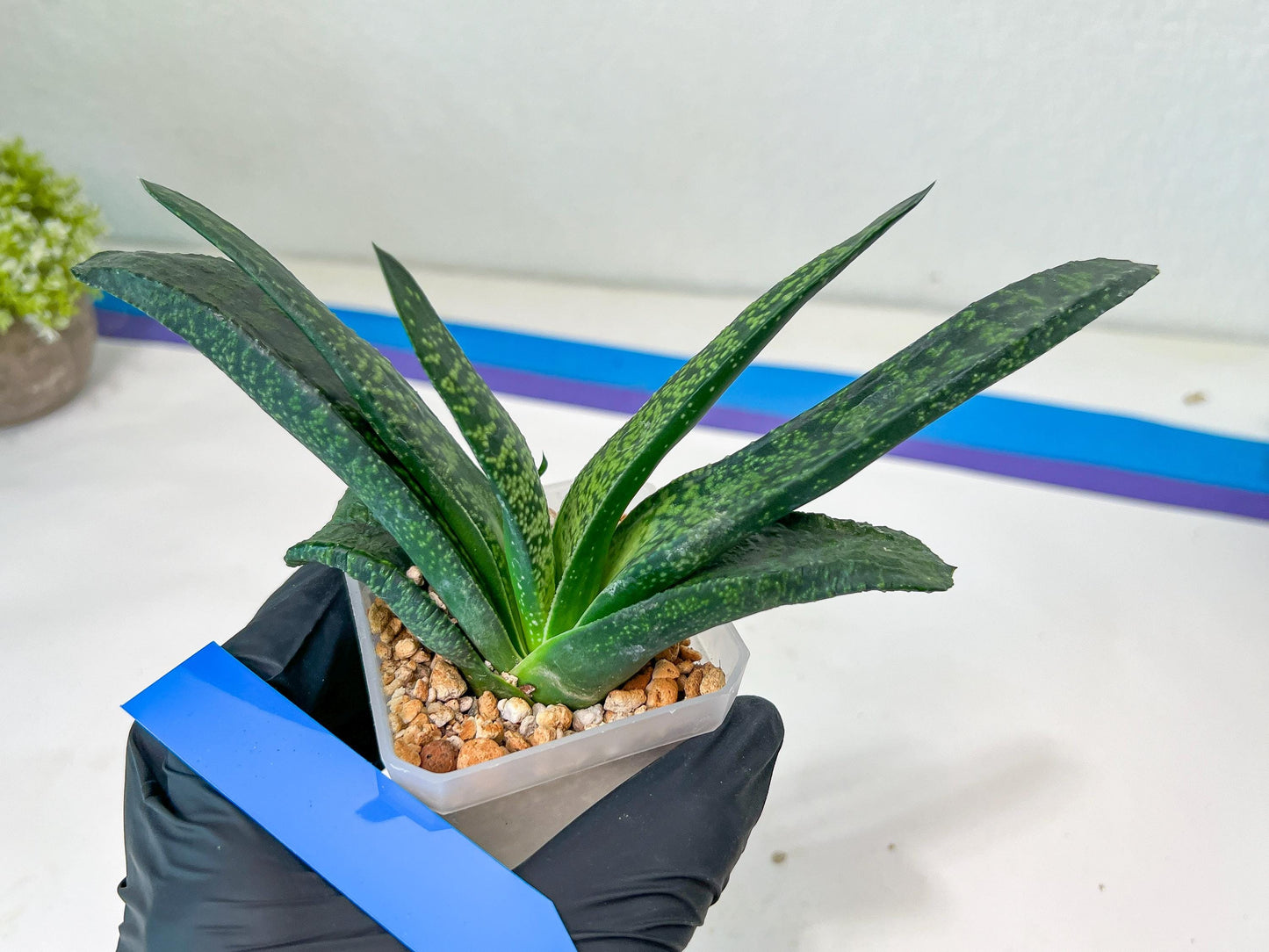 Gasteria Armstrongii Var Tiger Spot | Imported Succulent | rare species