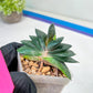 Gasteria Armstrongii | Imported Succulent | rare species