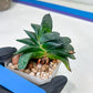 Gasteria Armstrongii | Imported Succulent | rare species