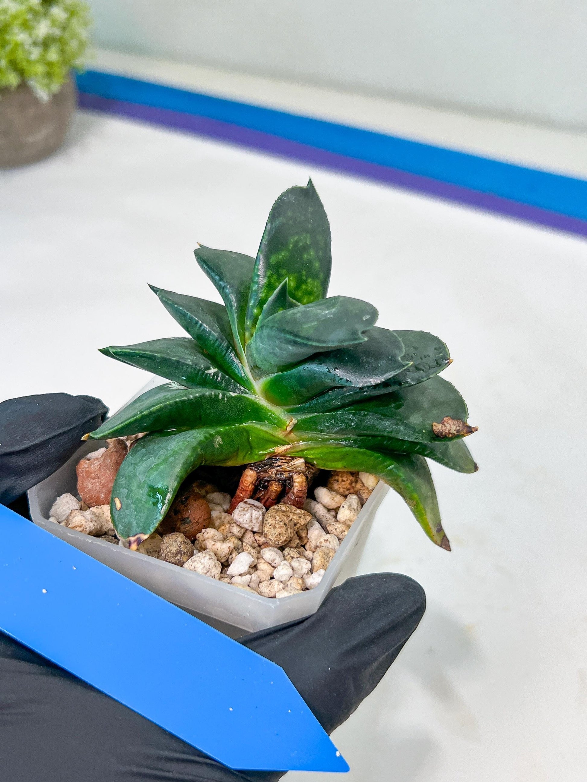 Gasteria Armstrongii | Imported Succulent | rare species