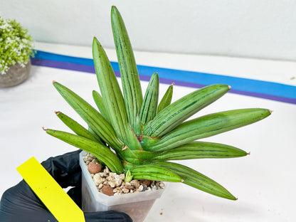 Sansevieria Ice Man XXL (#C9) | Imported Snake Plants