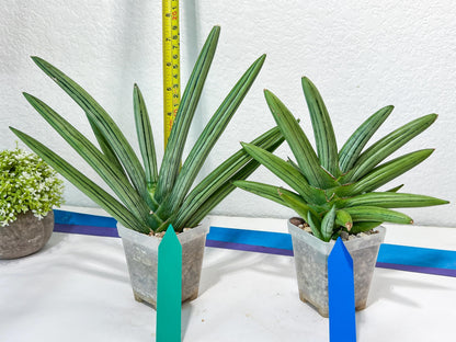 Sansevieria Ice Man XXL (#C9) | Imported Snake Plants