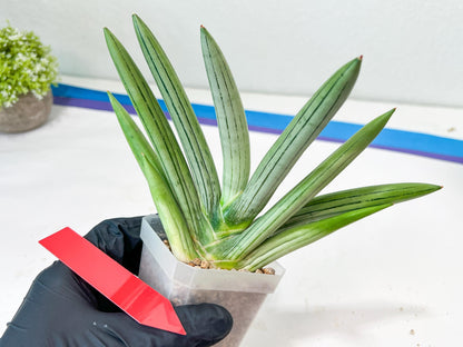 Sansevieria Ice Man XXL (#C9) | Imported Snake Plants