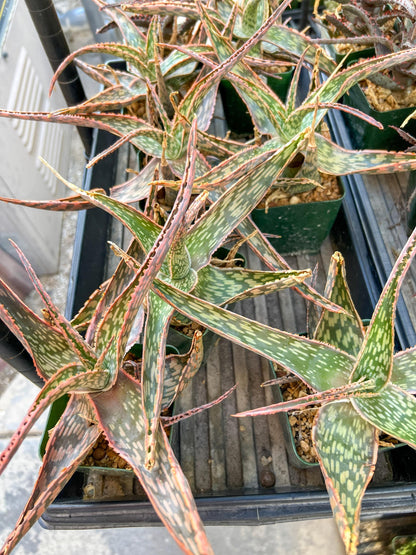 Rare - Aloe Neon Nici | Indoor Succulents | 3.5" Planter