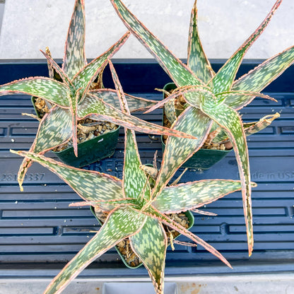 Rare - Aloe Neon Nici | Indoor Succulents | 3.5" Planter