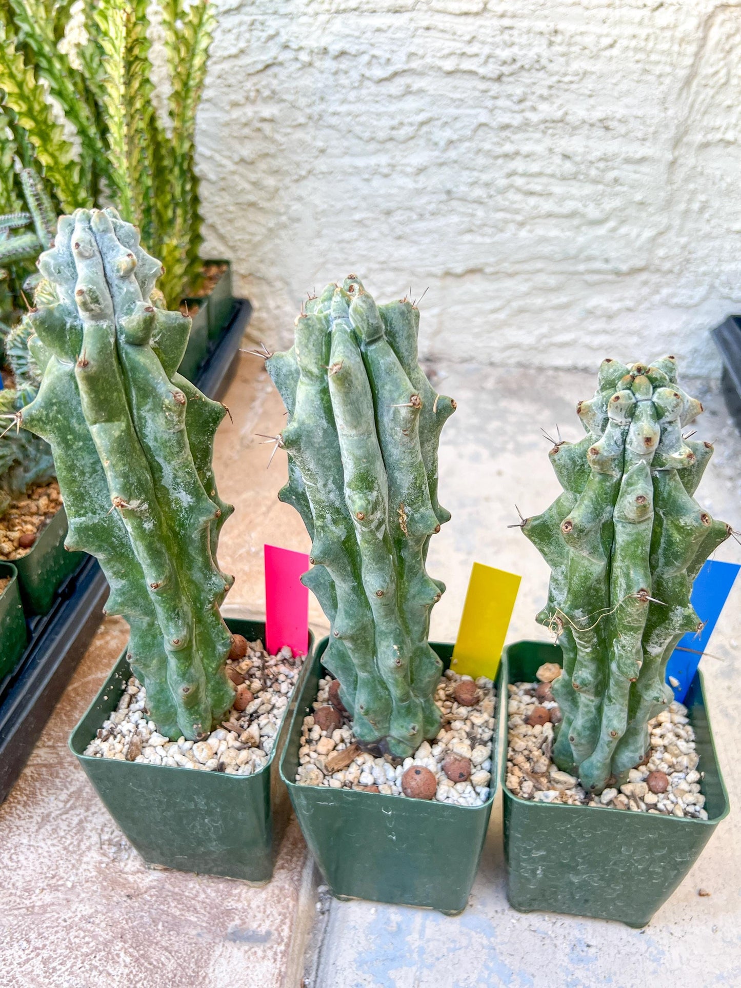 Stenocereus Beneckei | White Cactus | Rare Imported Plants
