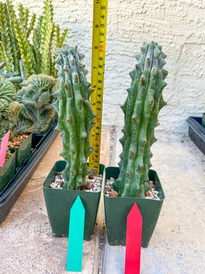 Stenocereus Beneckei | White Cactus | Rare Imported Plants