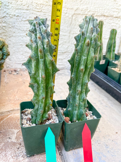 Stenocereus Beneckei | White Cactus | Rare Imported Plants