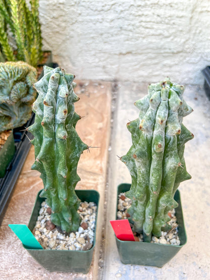Stenocereus Beneckei | White Cactus | Rare Imported Plants
