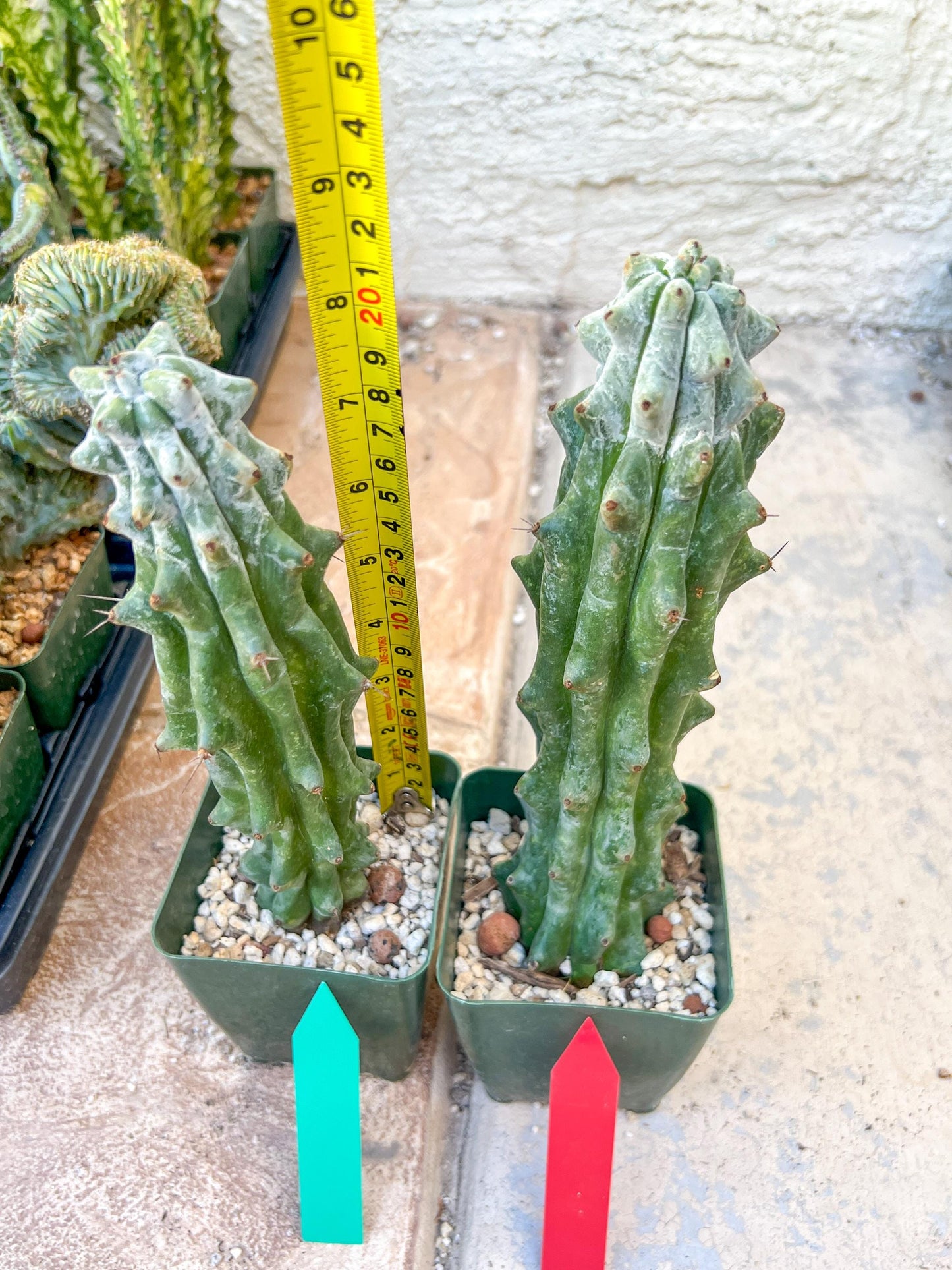 Stenocereus Beneckei | White Cactus | Rare Imported Plants