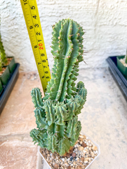Horrida Cactus | Imported Cactus | Rare Succulent