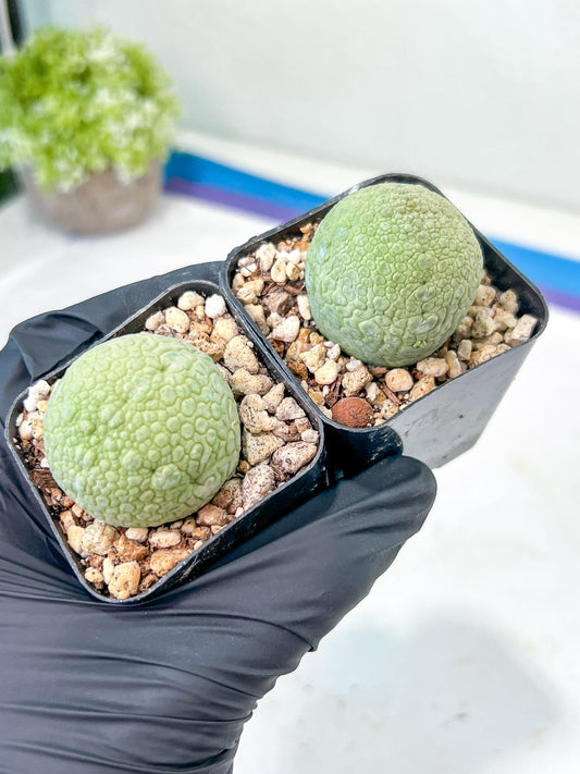 Migiurtinus Balls | Imported Cactus | Rare Succulent
