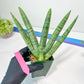 Sansevieria Boncel Variegata XXL (#D5) | Imported Plants | Rare Hybrid Species