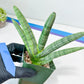 Sansevieria Boncel Variegata XXL (#D5) | Imported Plants | Rare Hybrid Species