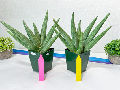 Sansevieria Super Chubby | Choose your own Plant | (D5) (D3)