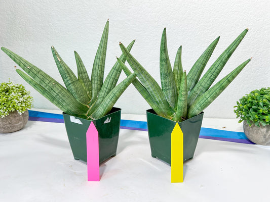 Sansevieria Super Chubby | Choose your own Plant | (D5) (D3)