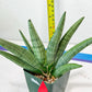 Sansevieria Super Chubby | Choose your own Plant | (D5) (D3)