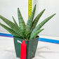 Sansevieria Super Chubby | Choose your own Plant | (D5) (D3)