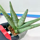 Sansevieria Super Chubby | Choose your own Plant | (D5) (D3)