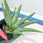 Sansevieria Super Chubby | Choose your own Plant | (D5) (D3)