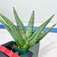 Sansevieria Super Chubby | Choose your own Plant | (D5) (D3)