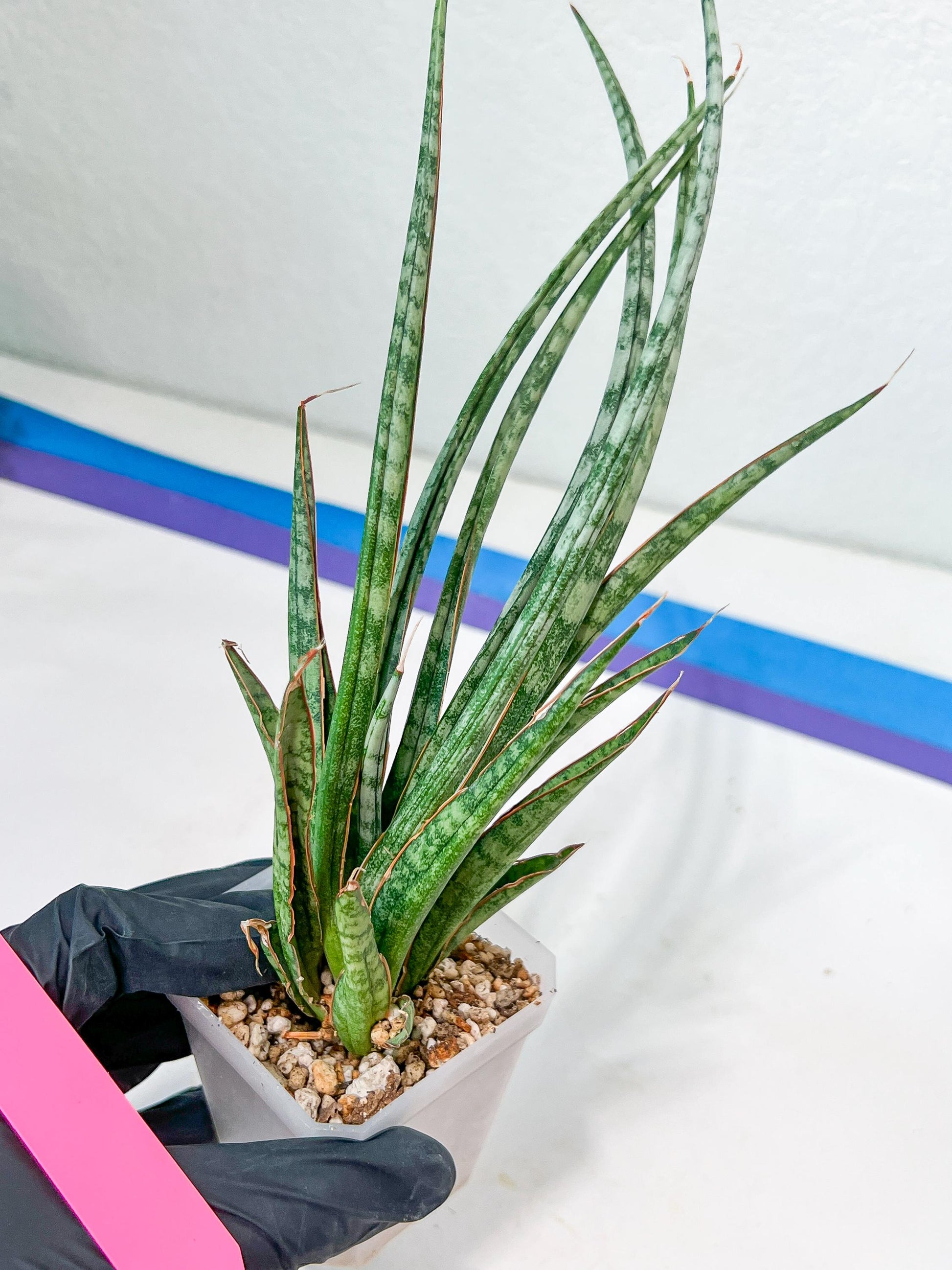 Sansevieria Be Bright XL (#E2) | Explore the World of Unusual Plants