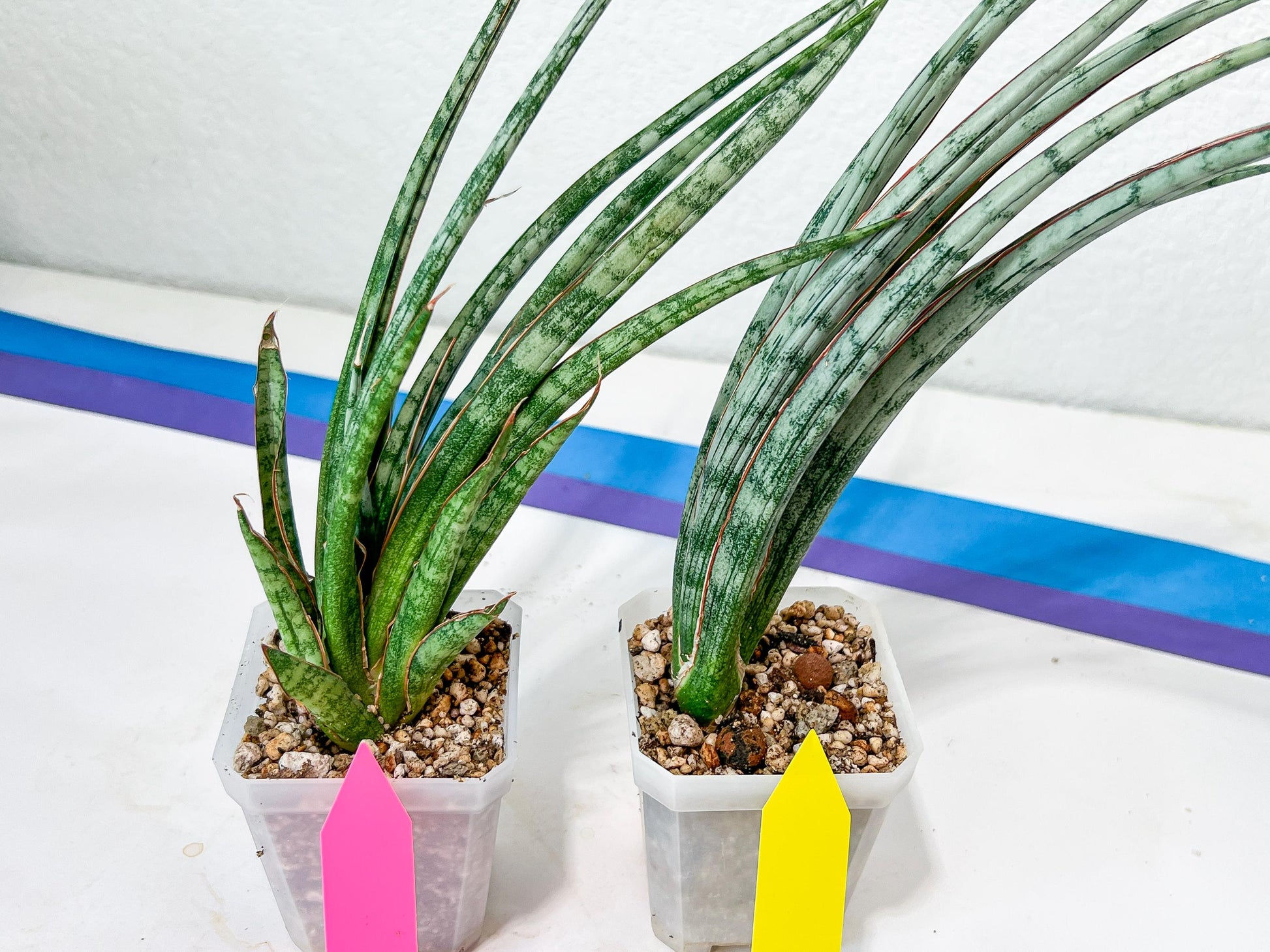 Sansevieria Be Bright XL (#E2) | Explore the World of Unusual Plants