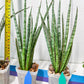 Sansevieria Be Bright XL (#E2) | Explore the World of Unusual Plants