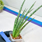 Sansevieria Be Bright XL (#E2) | Imported Plants | Rare Hybrid Species