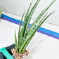 Sansevieria Be Bright XL (#E2) | Imported Plants | Rare Hybrid Species