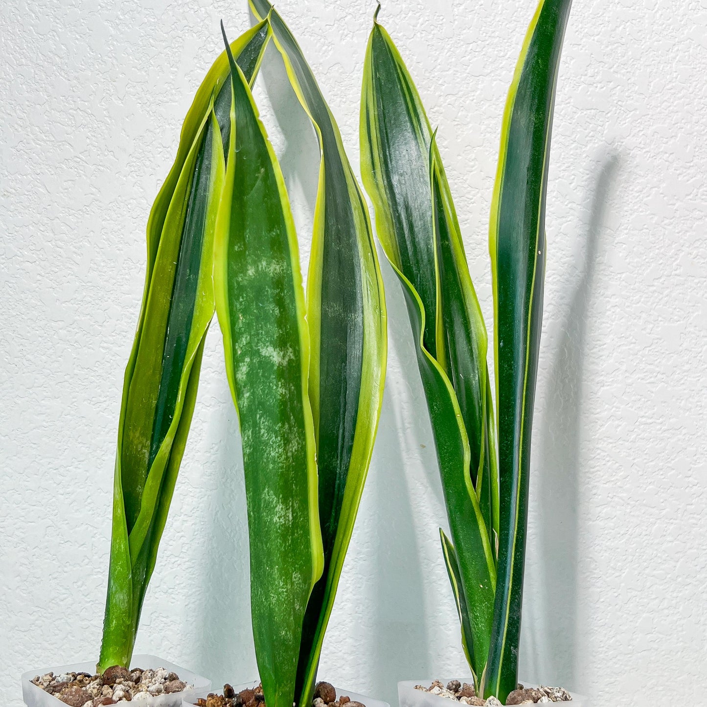 Sansevieria Trifasciata Lillian True Oil | Imported Plants