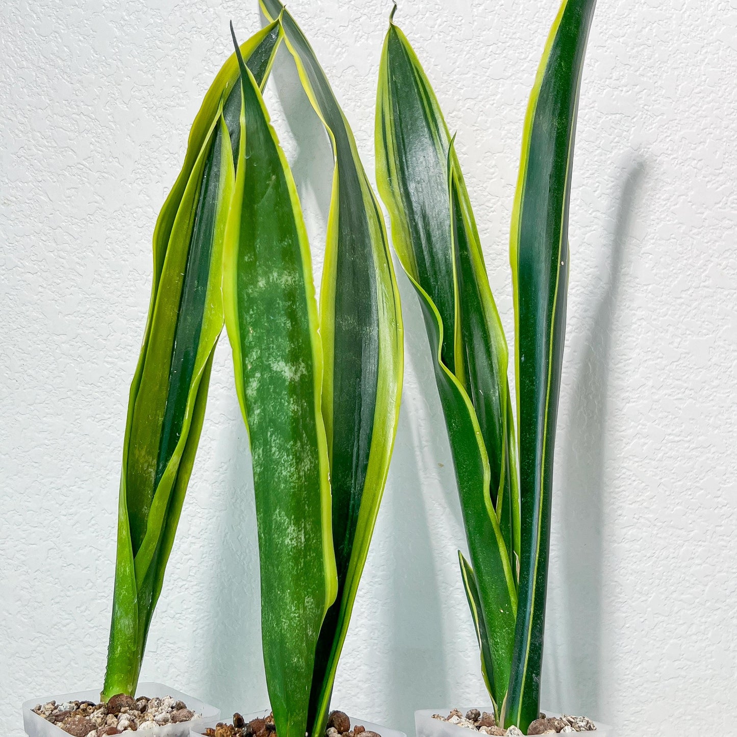 Sansevieria Trifasciata Lillian True Oil | Imported Plants