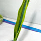 Sansevieria Trifasciata Lillian True Oil | Imported Plants