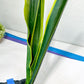 Sansevieria Trifasciata Lillian True Oil | Imported Plants