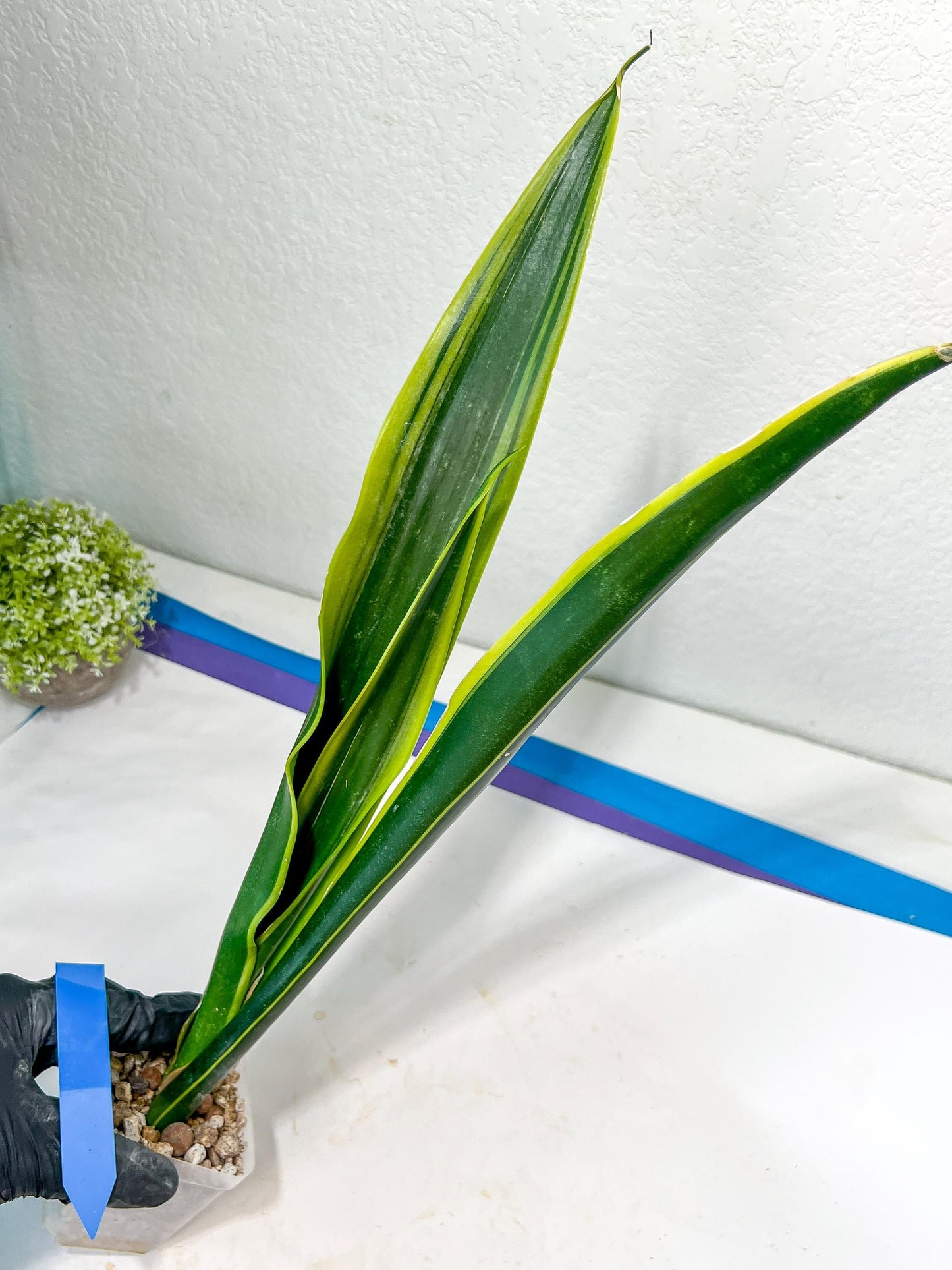 Sansevieria Trifasciata Lillian True Oil | Imported Plants
