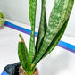 Sansevieria Moonshine Mutant | Imported Plants
