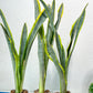 Sansevieria trifasciata Assalam | Imported Plants