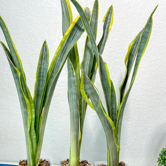 Sansevieria trifasciata Assalam | Imported Plants