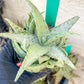Aloe Snow Drift | Rare Agave | Indoor Succulents | 3.5" Planter