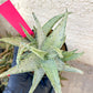 Aloe Snow Drift | Rare Agave | Indoor Succulents | 3.5" Planter