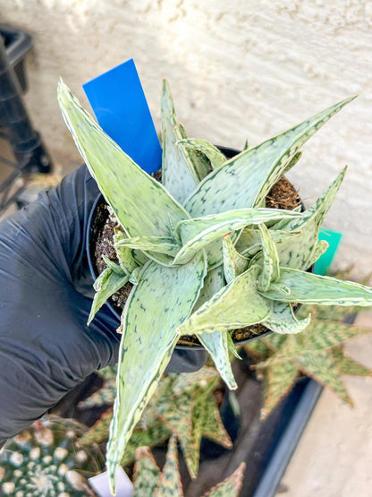 Aloe Snow Drift | Rare Agave | Indoor Succulents | 3.5" Planter